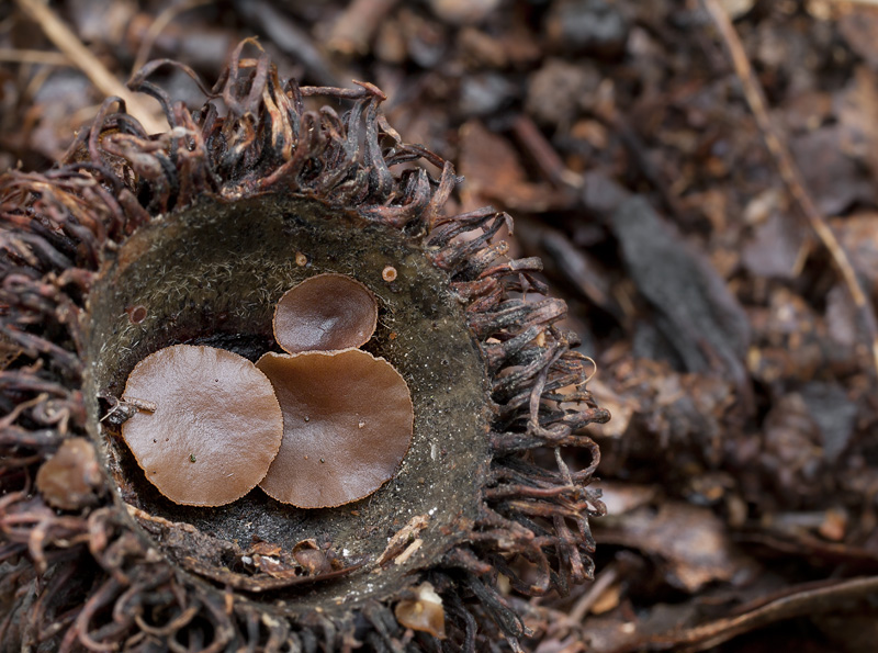 Rutstroemia echinophila